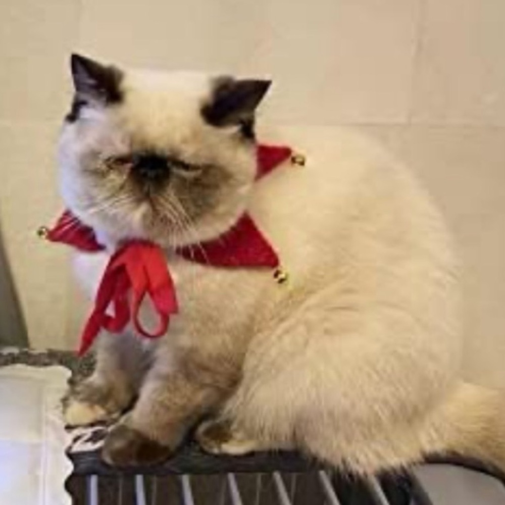 Santa Jingle Bell Holiday Dog Cat Pet Collar Accessory